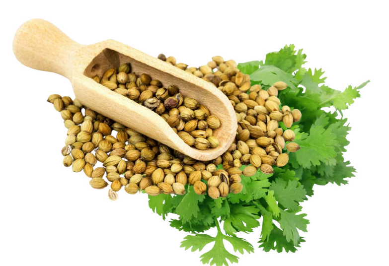 CORIANDER SEEDS